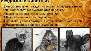 Причины появления бездомных животных
